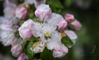 Wetterbild / Schmuckbild: Apfelbluete im Schneemantel