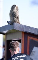 Fussball Kreisliga B 1 Bezirk Noerdlicher Schwarzwald 21/22: SV Eutingen II - FC Horb