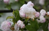 Wetterbild / Schmuckbild: Apfelbluete im Schneemantel