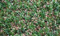 Fussball Kunstrasen mit Korkgranulat