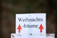 Weihnachtsbaeume selber schlagen im Ofterdinger Gemeindewald