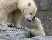 Eisbaerbaby  Wilbaer