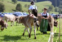 Almabtrieb - Viehscheid in Maierhoefen (Kreis Lindau) im Allgaeu