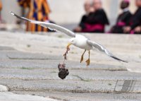 Rom Generalaudienz;  Papst Franziskus I.