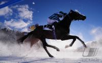 White Turf  St. Moritz 2010