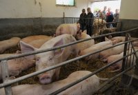 Glaeserner Bauernhof auf dem Gefluegelhof Maier in Remmingsheim