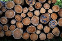 Schmuckbild, Stammholz