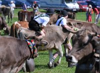 Almabtrieb - Viehscheid in Maierhoefen (Kreis Lindau) im Allgaeu