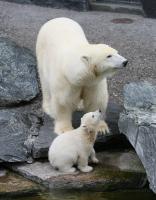 Eisbaerbaby  Wilbaer