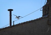 Papstwahl / Konklave: Kamin der Sixtinischen Kapelle