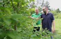 Linden Dom Horb - Altheim (Kreis Freudenstadt)