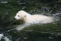 Eisbaerbaby  Wilbaer