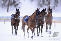 Pferdesport:  White Turf  St. Moritz 2014: Rennabruch