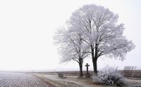 Wetterbild / Schmuckbild: Raureif, Linden mit Feldkreuz