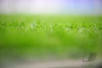 FUSSBALL, 1. BUNDESLIGA, 34. Spieltag: Detailbild