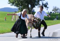 Almabtrieb - Viehscheid in Maierhoefen (Kreis Lindau) im Allgaeu
