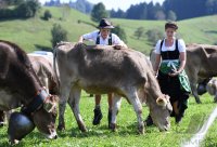 Almabtrieb - Viehscheid in Maierhoefen (Kreis Lindau) im Allgaeu