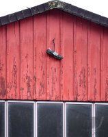 Fussball  Landesliga 2021/2022: SV 03 Tuebingen  -  SSC Tuebingen