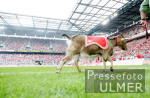 Fussball 2. Bundesliga: Maskottchen HENNES
