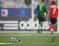 Fussball International  U 20 WM AUT-USA