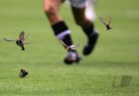 Fussball International Frauen Weltmeisterschaft