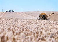 Rottenburg (Kreis Tuebingen) Schmuckbild: Getreideernte 2020, Maehdrescher