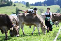 Almabtrieb - Viehscheid in Maierhoefen (Kreis Lindau) im Allgaeu