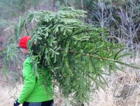 Weihnachtsbaeume selber schlagen im Ofterdinger Gemeindewald