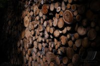 Schmuckbild, Stammholz