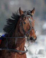 Pferdesport:  White Turf  St. Moritz 2011   Trabrennen