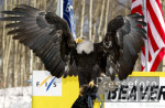 Seeadler; Amerikanisches Wappentier
