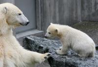 Eisbaerbaby  Wilbaer