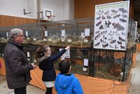 Kleintierschau Hirrlingen 2018