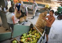 Obstannahme in Weilheim