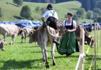 Almabtrieb - Viehscheid in Maierhoefen (Kreis Lindau) im Allgaeu
