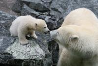 Eisbaerbaby  Wilbaer