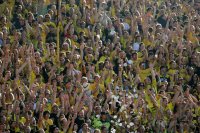 Fussball 1. Bundesliga, Saison 2011/2012: Dortmund