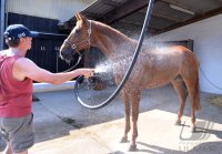 Reiten Tuebinger Landeschampionat 2015