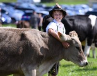 Almabtrieb - Viehscheid in Maierhoefen (Kreis Lindau) im Allgaeu