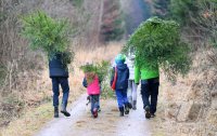 Weihnachtsbaeume selber schlagen im Ofterdinger Gemeindewald