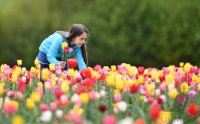 Schmuckbild: Blumen pfluecken zum Muttertag
