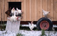 Wetterbild / Schmuckbild: Huehner beim Aprillwetter