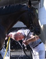 Reitenturnier Pulvermuehle Dusslingen 2016