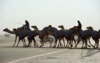 Kamelrennen Doha / Katar