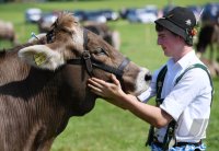 Almabtrieb - Viehscheid in Maierhoefen (Kreis Lindau) im Allgaeu