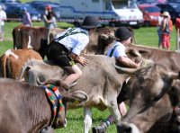 Almabtrieb - Viehscheid in Maierhoefen (Kreis Lindau) im Allgaeu