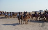 Kamelrennen Doha / Katar