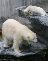 Eisbaerbaby  Wilbaer