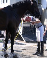 Reitenturnier Pulvermuehle Dusslingen 2016