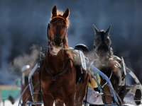 Pferdesport:  White Turf  St. Moritz 2011   Trabrennen